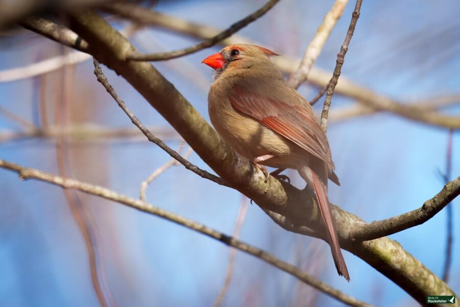 A female cardinal with light brown feathers and a red beak perches on a branch against a clear blue sky.