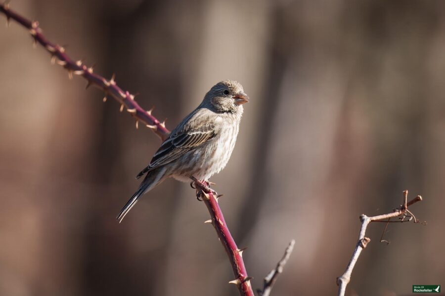 A small bird with brown and white feathers perches on a thorny branch against a blurred background.