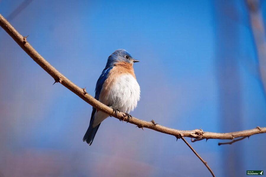 A small blue and orange bird perches on a bare branch against a clear blue sky.