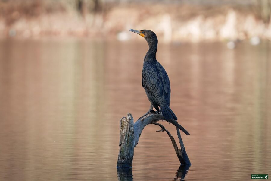 Cormorant perched on a dead branch above a calm body of water, with a blurred natural background.