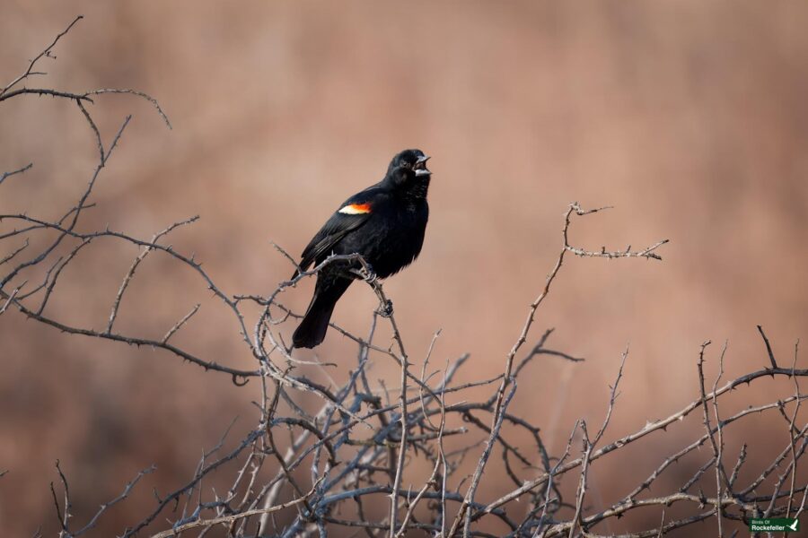 A black bird with red and yellow wing patches sits on bare branches against a brown background.