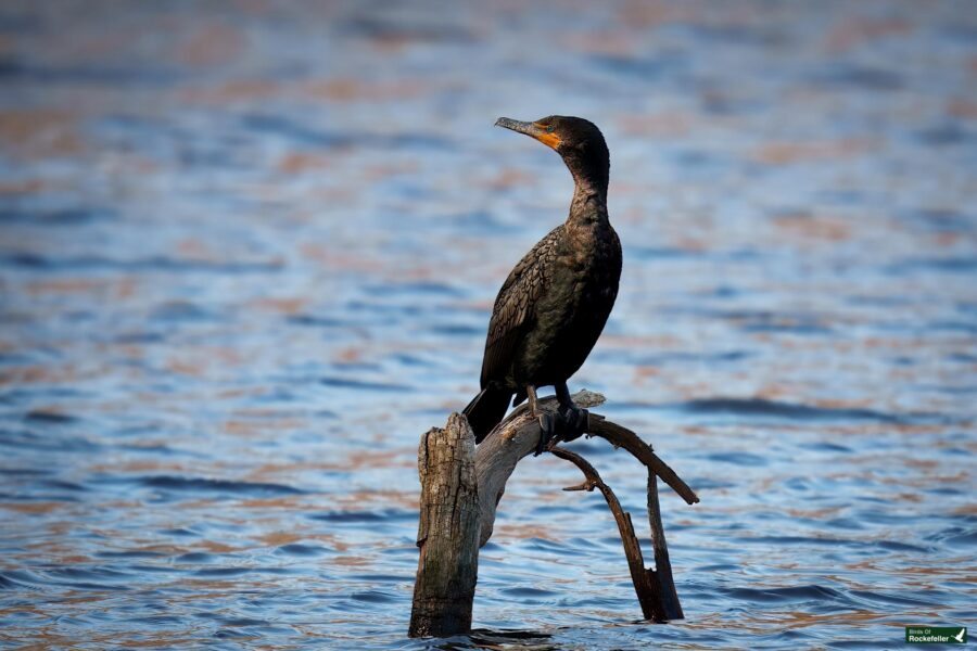 A cormorant stands on a partially submerged branch in a body of water, with ripples visible on the surface.