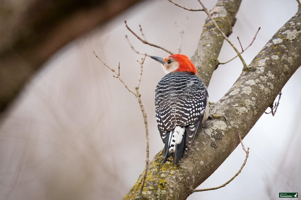 Birds of Rockefeller – 03-14-2025 – 0081920