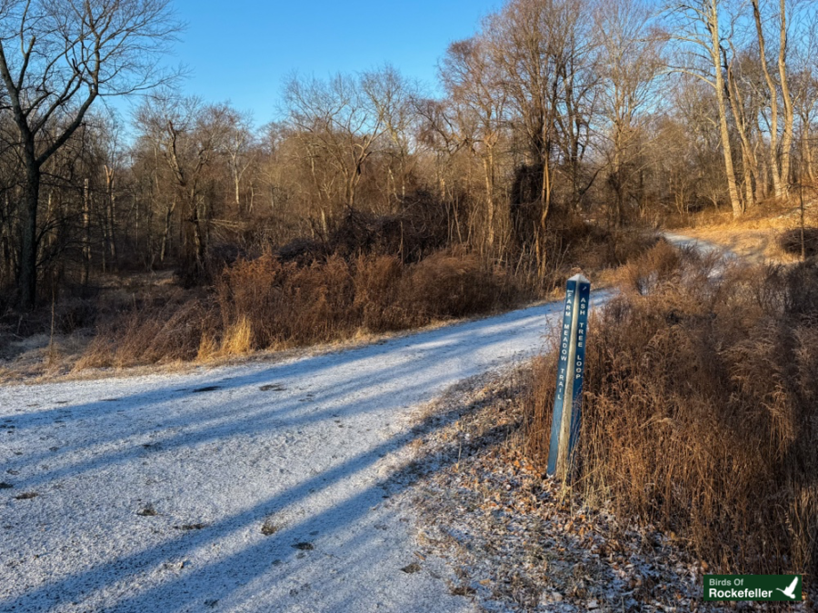 A snow-dusted path forks into a wooded area, with a trail sign on the side. Sparse trees and undergrowth are visible in the background.