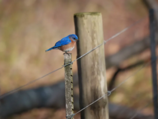 Birds of Rockefeller - 04-01-2025 - 0251920 Bluebird perched on a wooden post beside a wire fence with a blurred natural background.