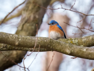 Birds of Rockefeller - 04-02-2025 - 0011920 A bluebird with a rust-colored chest sits perched on a tree branch surrounded by bare branches.