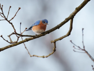 Birds of Rockefeller - 04-02-2025 - 0021920 A small blue and orange bird perched on a bare branch against a blurred gray background.