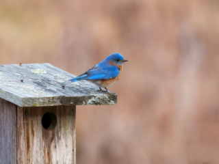 Birds of Rockefeller - 04-02-2025 - 0081920 A bluebird perches on the edge of a wooden birdhouse with a blurred brown background.