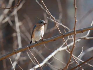 Birds of Rockefeller - 04-02-2025 - 0171920 A small bird perched on a leafless branch with a blurred background.