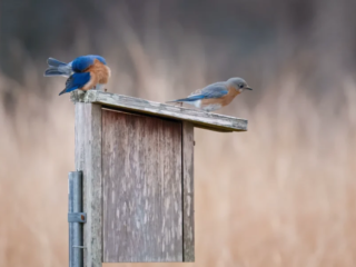 Birds of Rockefeller - 04-04-2025 - 0011920 Two bluebirds perched on a wooden birdhouse with a blurred brown grass background.
