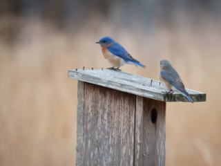 Birds of Rockefeller - 04-04-2025 - 0021920 Two bluebirds perched on a wooden birdhouse, with a blurred brown background.