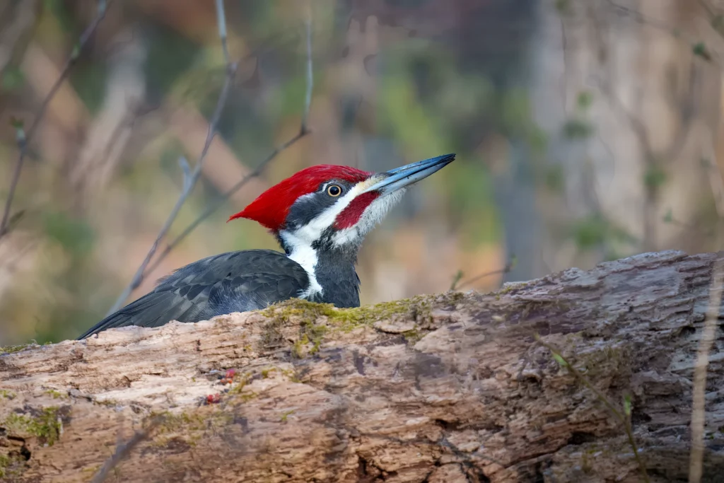 Birds of Rockefeller – 04-09-2025 – 0051920