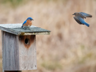 Birds of Rockefeller - 04-10-2025 - 0091920 Two bluebirds near a wooden birdhouse; one is perched on the roof, and the other is in flight approaching the birdhouse.