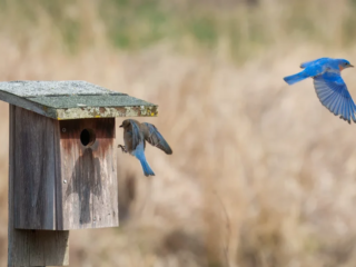 Birds of Rockefeller - 04-10-2025 - 0101920 Two bluebirds near a wooden birdhouse; one perches at the entrance, and the other is in mid-flight against a blurred natural background.