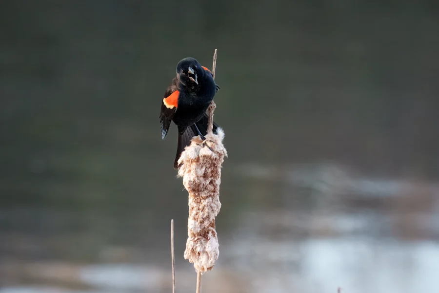 A blackbird with red wing patches perches on a cattail against a blurred, natural background.