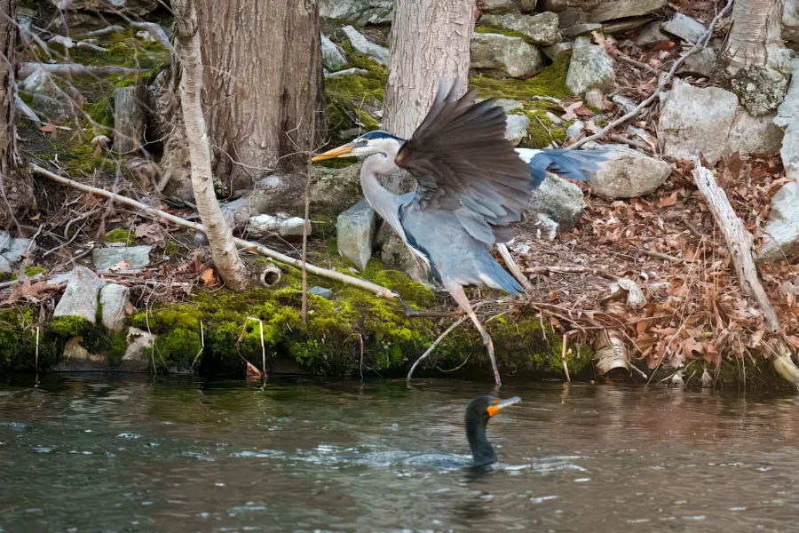A great blue heron stands by the water's edge with wings extended, while a cormorant swims in the foreground.