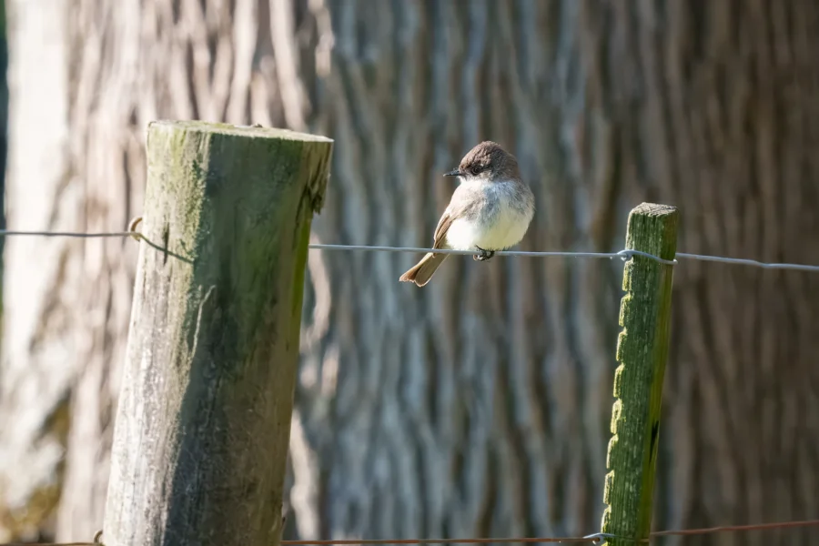 A small bird is perched on a wire fence between two wooden posts, with a large tree trunk in the background.
