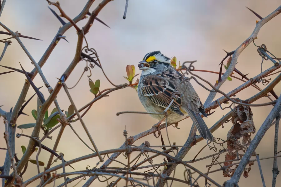 A small bird with a yellow spot above its eye perches on a tangle of bare, brown branches with a few green leaves.