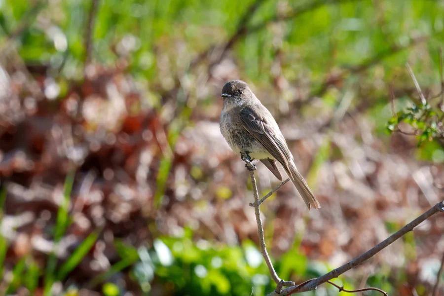 A small brown bird is perched on a thin branch with a blurred, green and brown background.