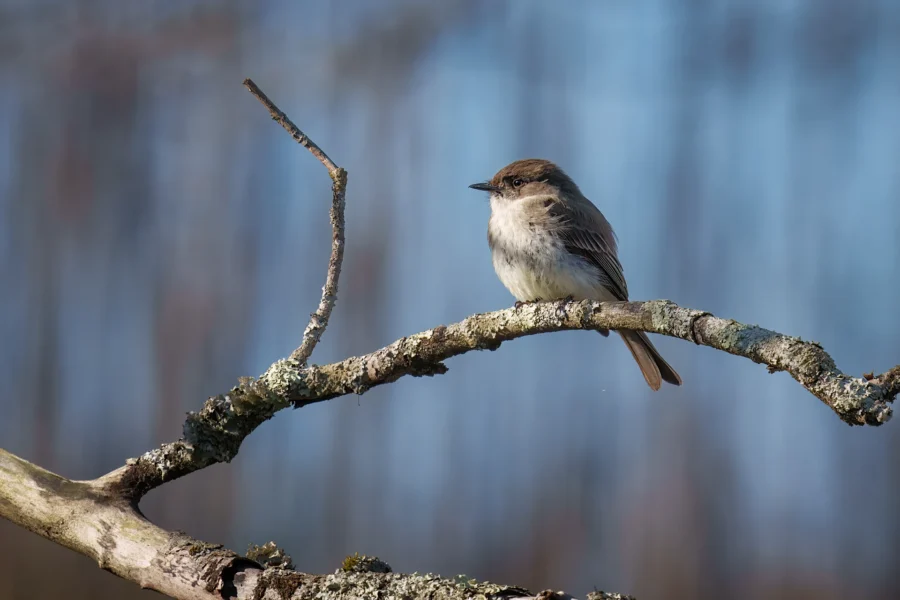 A small brown and white bird perches on a lichen-covered branch against a blurred blue and brown background.