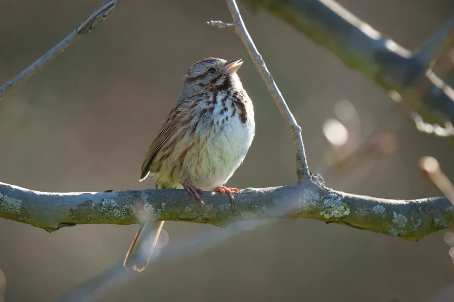 A small brown and white bird with streaked feathers is perched on a branch, facing left, with its beak open as if singing.