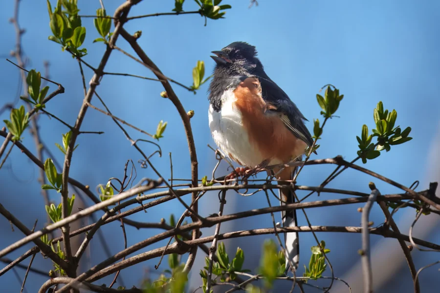 A small bird with black, white, and orange feathers perches on a branch surrounded by green leaves against a clear blue sky.