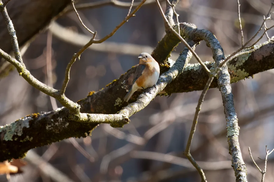 A small bird is perched on a mossy tree branch among bare, intertwined branches.