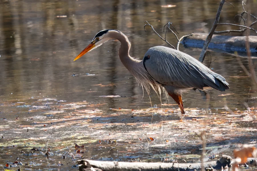 A great blue heron stands in shallow, reflective water surrounded by fallen leaves and branches.