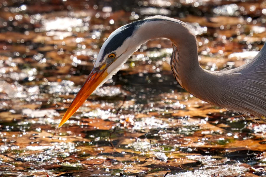 A heron with a long orange beak and gray feathers stands by water, surrounded by fallen leaves and sunlight reflections.