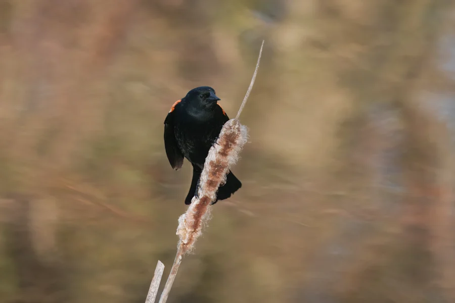 A blackbird with small red patches on its wings is perched on the stem of a dried cattail, with a blurred natural background.