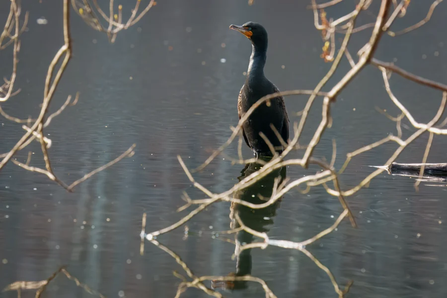 A black cormorant stands in shallow water, surrounded by bare tree branches reflecting on the surface.