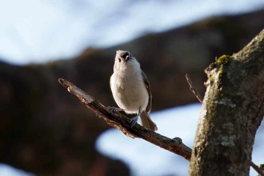 A small bird with light gray and white feathers is perched on a tree branch, with a blurred background of branches and sky.