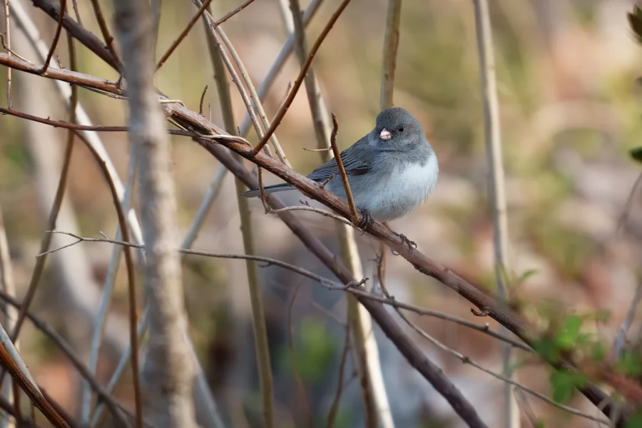 A small gray and white bird perches on a brown branch among leafless twigs in a natural outdoor setting.