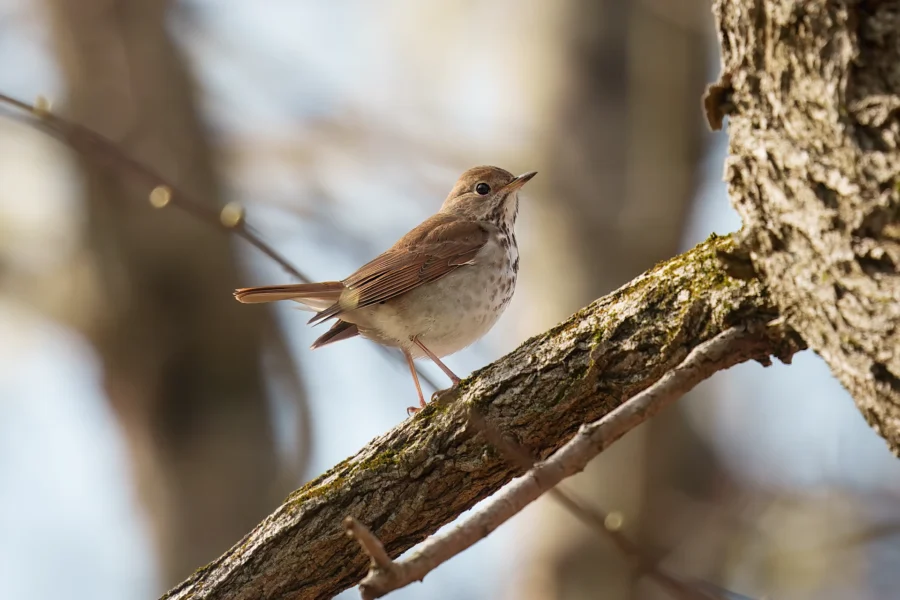 A small brown and white songbird perched on a tree branch with a blurred background of trees.
