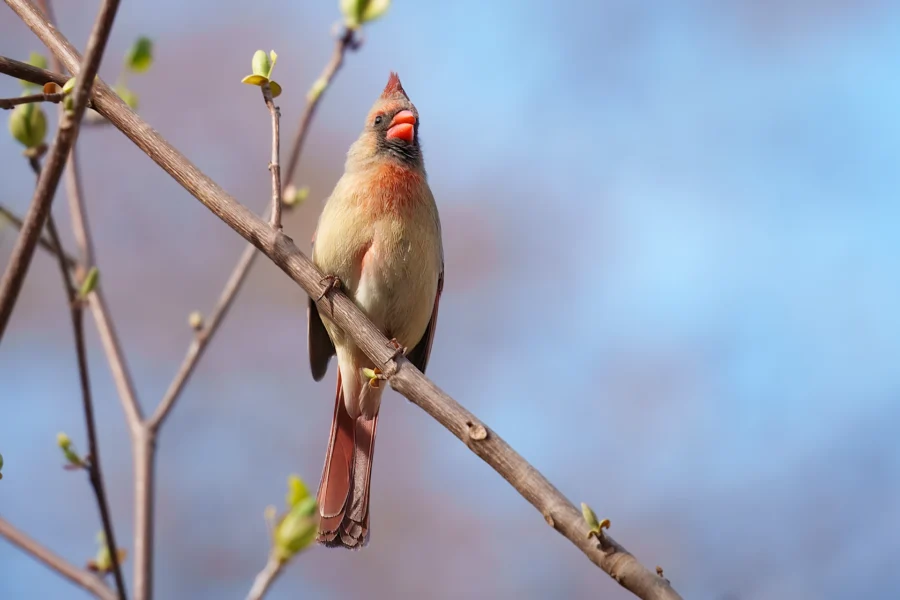 A female cardinal with light brown feathers and a reddish crest is perched on a tree branch with young green buds against a clear blue sky.