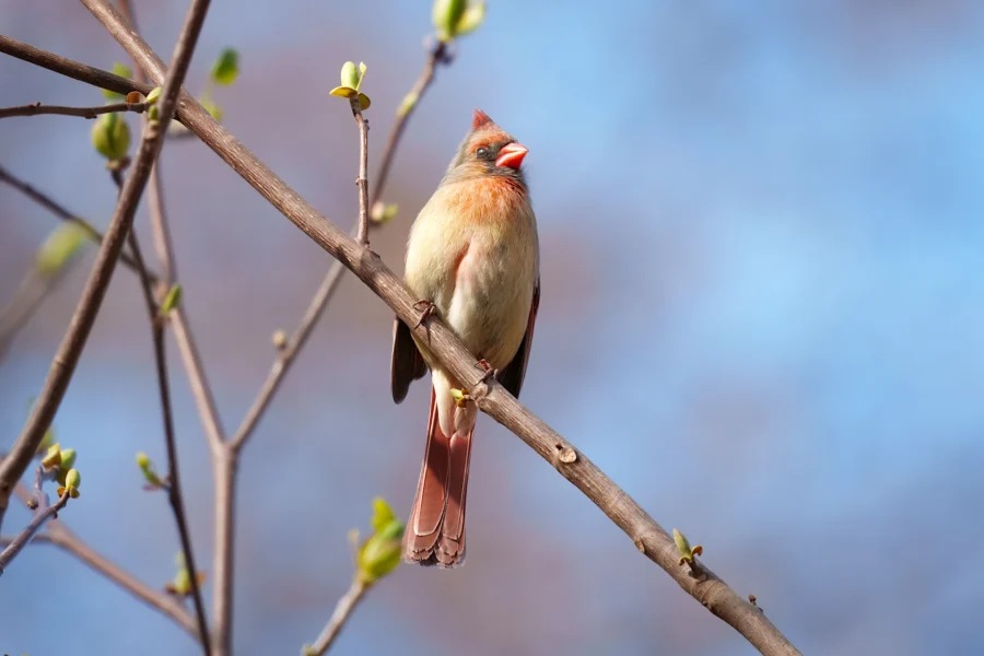 A female cardinal with brownish plumage and an orange beak perches on a budding tree branch against a blue sky background.