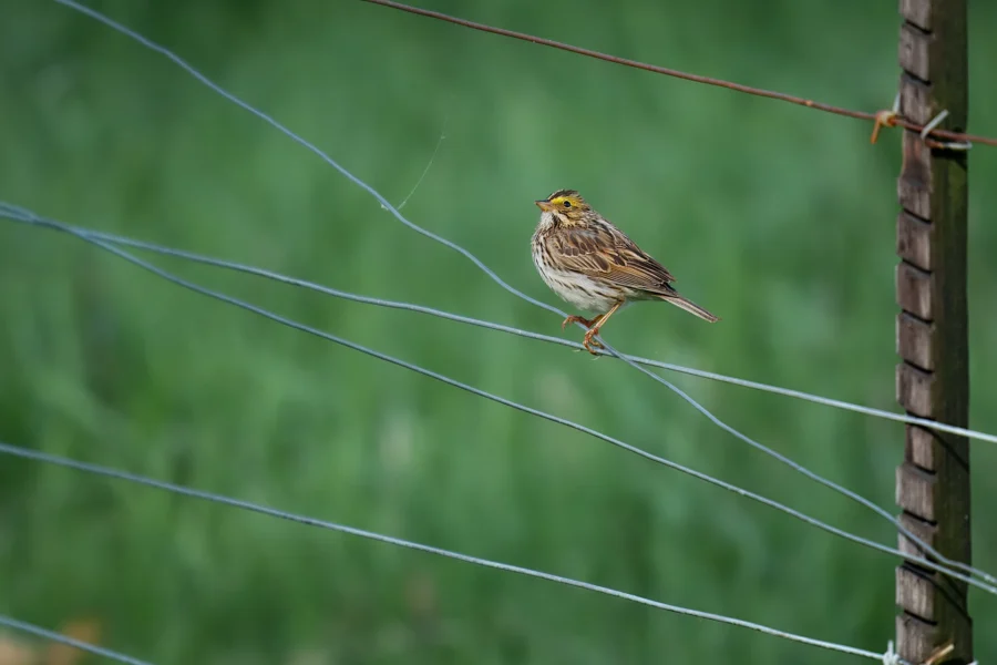 A small brown songbird perched on a wire fence with a green blurred background.