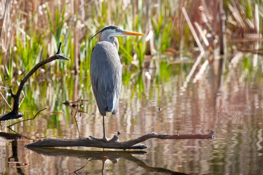 A great blue heron stands on one leg on a branch above water in a marsh, surrounded by tall green and brown reeds.