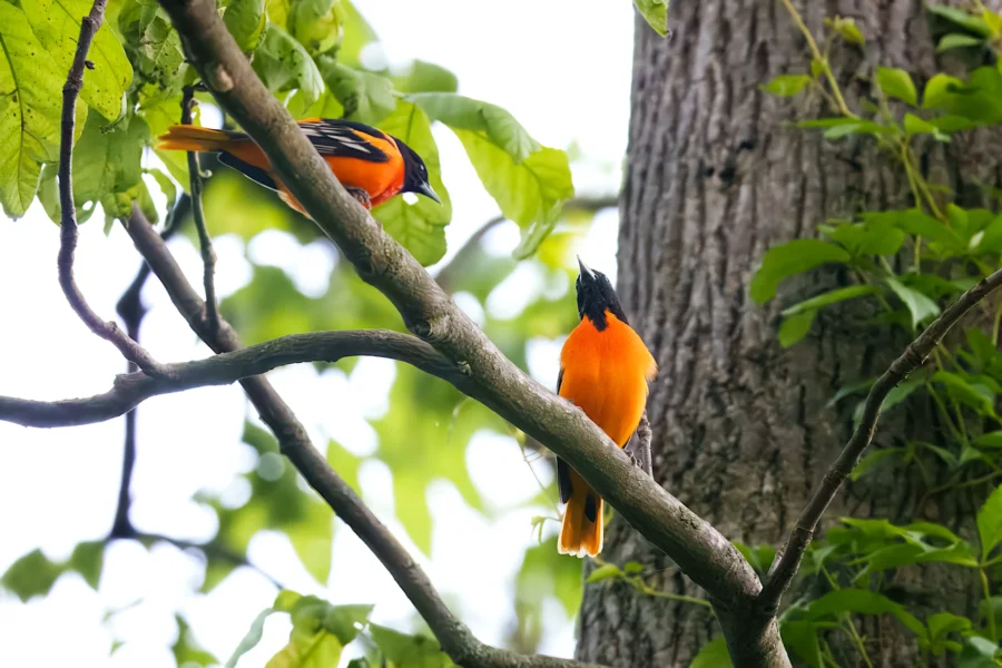 Two bright orange and black birds perch on tree branches surrounded by green leaves, with part of the tree trunk visible on the right.