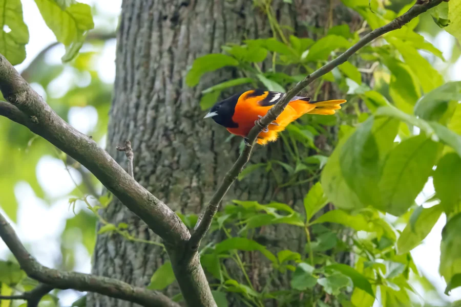 A Baltimore oriole with bright orange and black plumage is perched on a tree branch surrounded by green leaves.