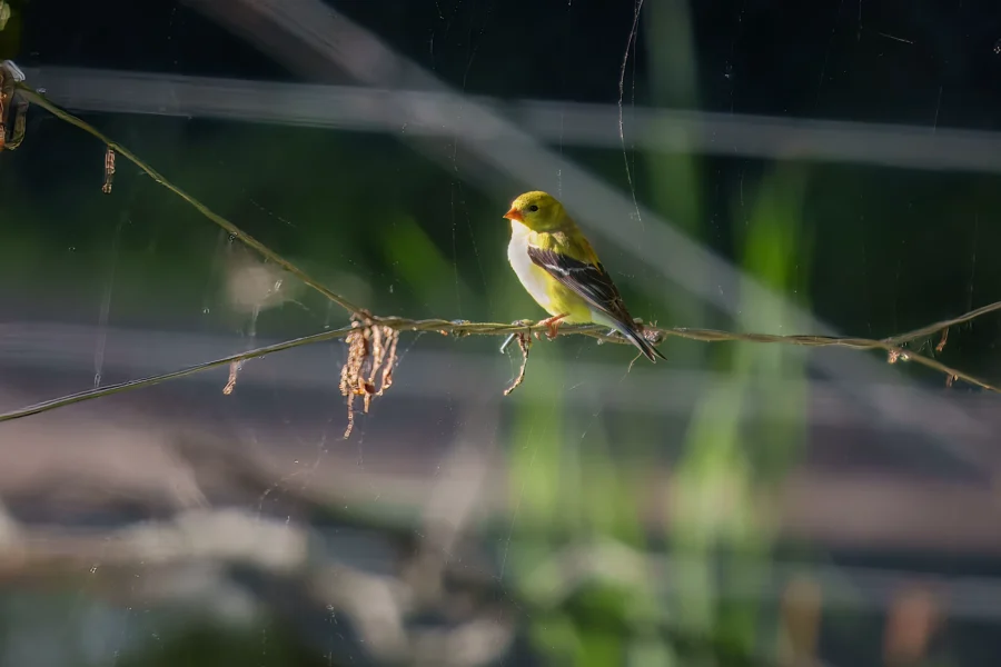 A small yellow bird with black and white wings is perched on a thin branch outdoors, with blurred greenery in the background.