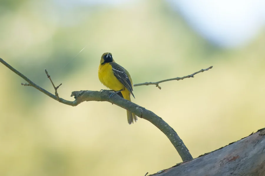 A yellow and black bird is perched on a curved tree branch with a blurred green background.