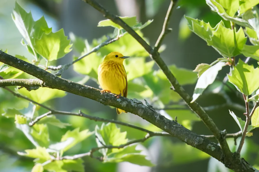 A yellow bird is perched on a tree branch surrounded by green leaves in natural daylight.