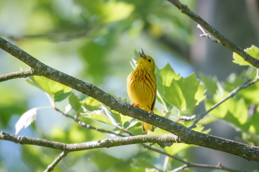 A yellow bird perches on a tree branch, surrounded by green leaves, with its beak open as if singing.