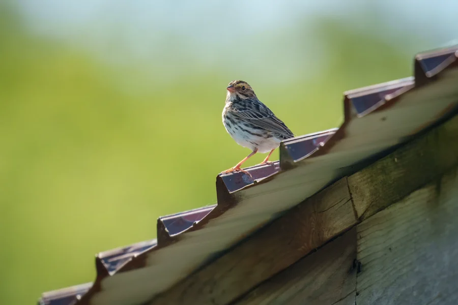 A small brown and white bird is perched on the edge of a corrugated metal roof with a blurred green background.