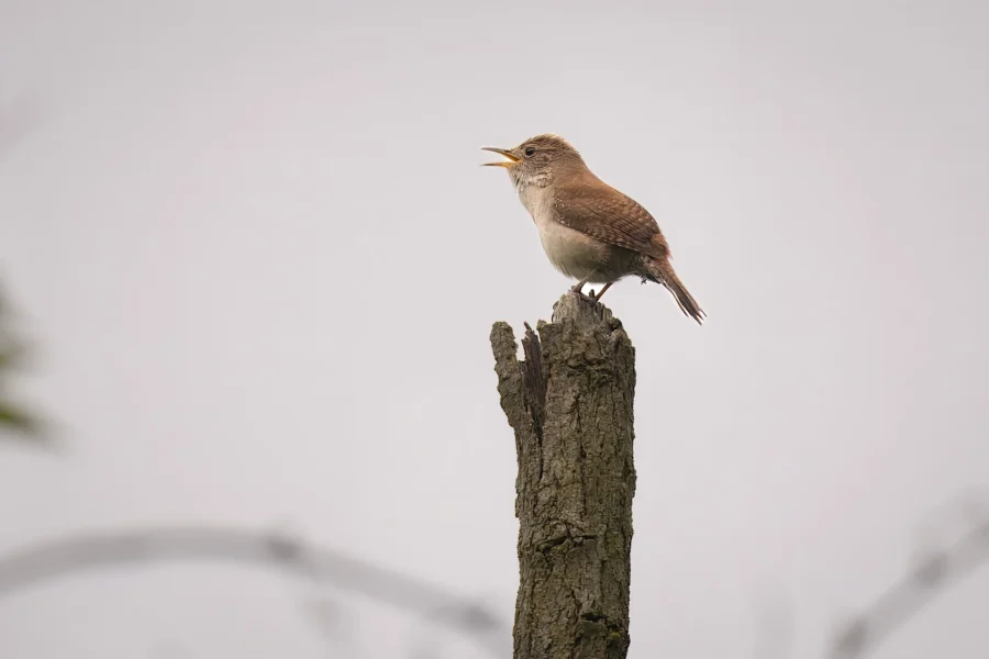 A small brown bird perched on top of a broken tree trunk, singing with its beak open against a plain, overcast sky.