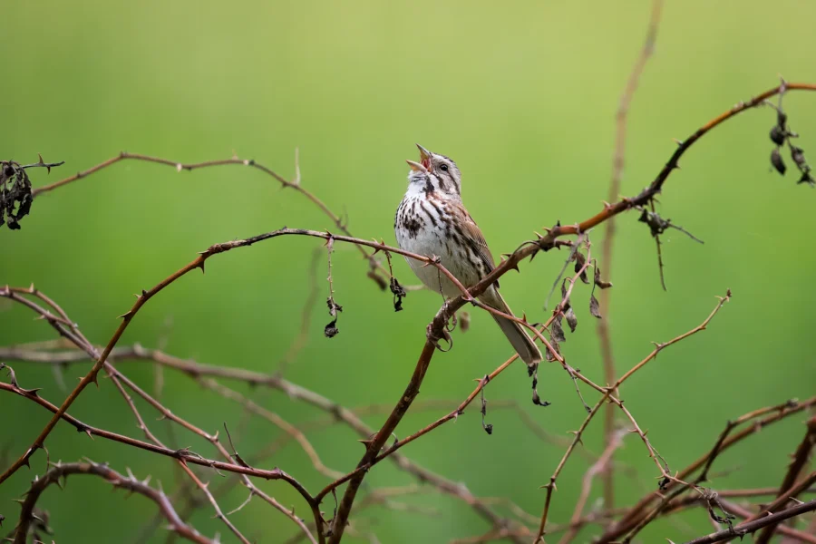 A small brown and white bird is perched on a branch with dry twigs, singing against a blurred green background.
