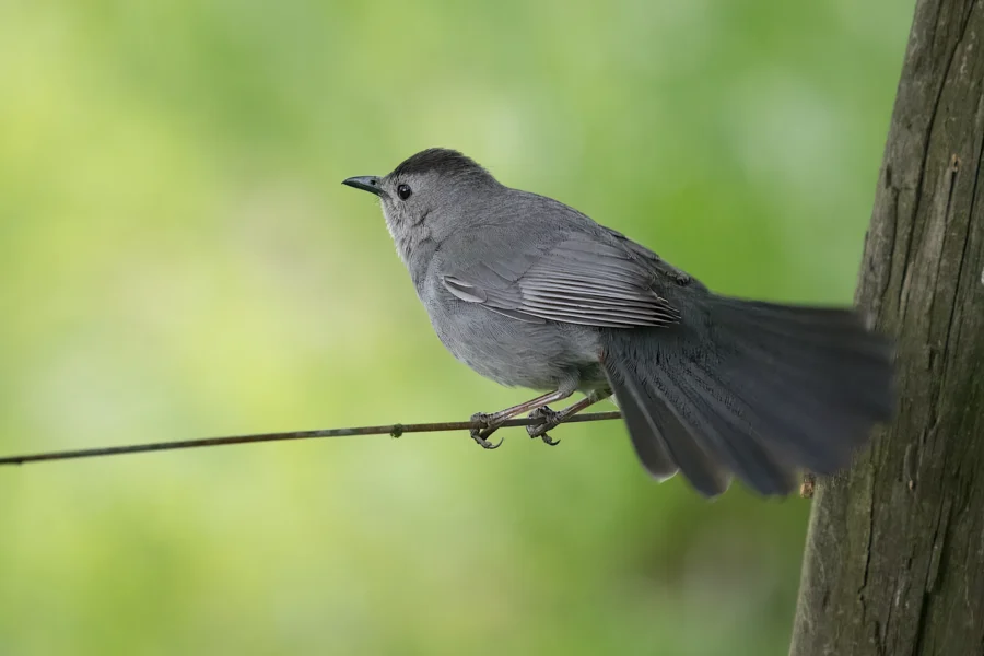 A gray bird with a dark cap perches on a thin branch against a blurred green background.