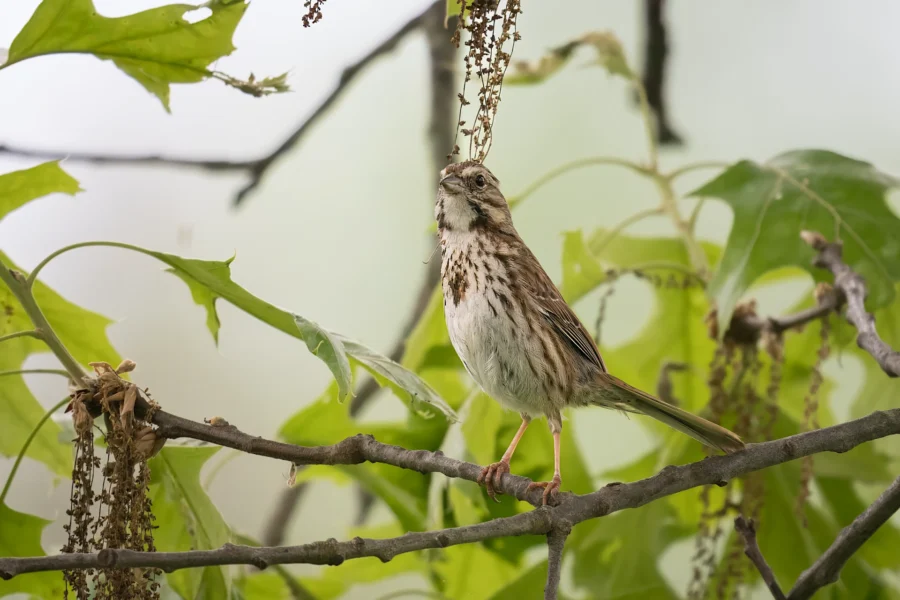 A small brown and white bird perched on a tree branch surrounded by green leaves and hanging seeds.