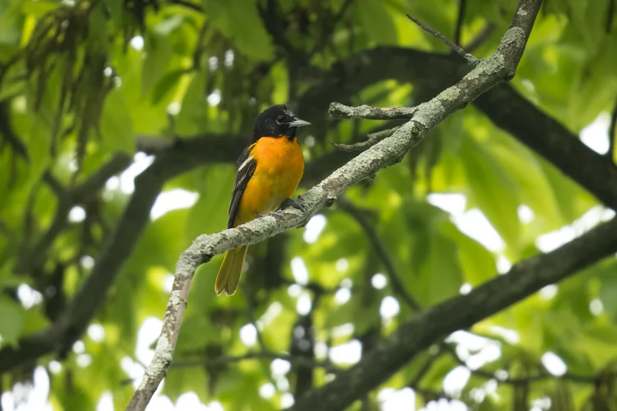 A black and orange bird is perched on a tree branch surrounded by green leaves.